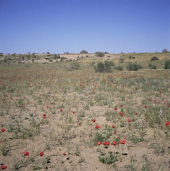 Poppies flowering in the desert for a few days each spring