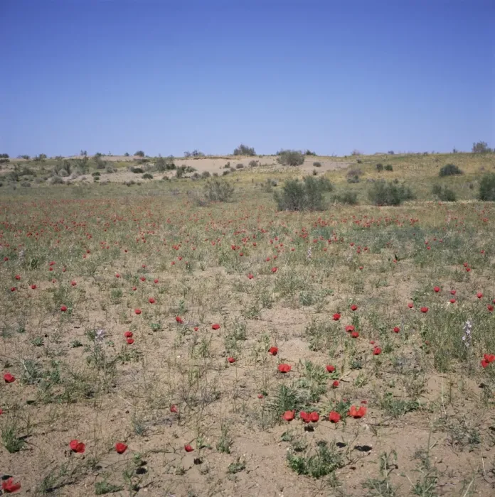 Framed Print : Poppies flowering in the desert for a few days each spring Framed Print : Poppies flowering in the desert for a few days each spring