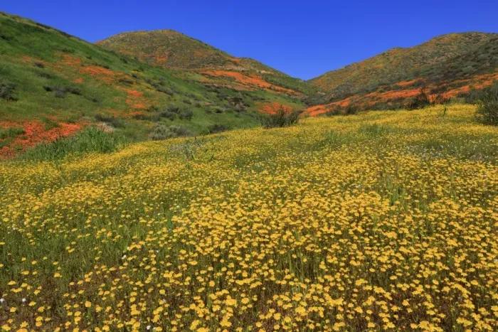 Framed Print : Poppies and Goldfields, Chino Hills State Park, California, United States of America Framed Print : Poppies and Goldfields, Chino Hills State Park, California, United States of America