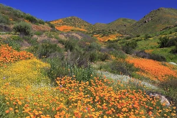 Poppies and Goldfields, Chino Hills State Park, California, United States of America