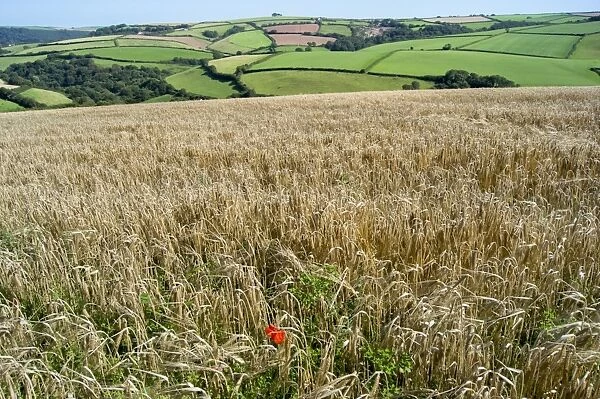 Poppies grow amongst barley in a River Dart valley agricultural landscape, Devon, England, United Kingdom, Europe