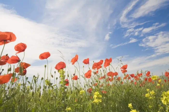 Framed Print : Poppies, Highland of Castelluccio di Norcia, Norcia, Umbria, Italy, Europe Framed Print : Poppies, Highland of Castelluccio di Norcia, Norcia, Umbria, Italy, Europe