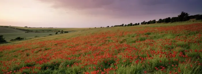 Framed Print : Poppies in June, The South Downs near Brighton, Sussex, England, United Kingdom, Europe Framed Print : Poppies in June, The South Downs near Brighton, Sussex, England, United Kingdom, Europe