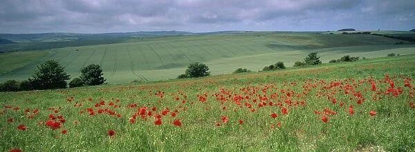 Poppies in June, The South Downs near Brighton, Sussex, England, United Kingdom, Europe