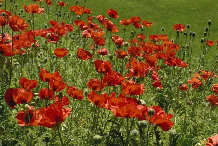 Framed Print : Poppies near Lake Louise, Rocky Mountains, Alberta, Canada, North America Framed Print : Poppies near Lake Louise, Rocky Mountains, Alberta, Canada, North America