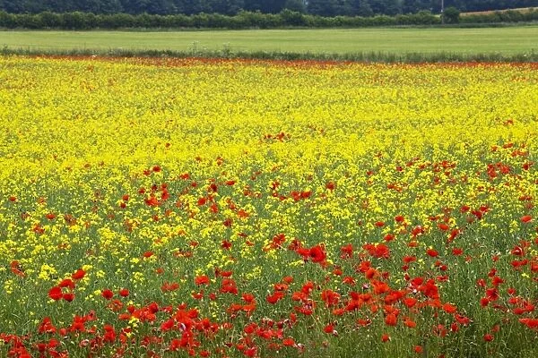 Poppies in an oilseed rape field near North Stainley, Ripon, North Yorkshire, Yorkshire, England, United Kingdom, Europe