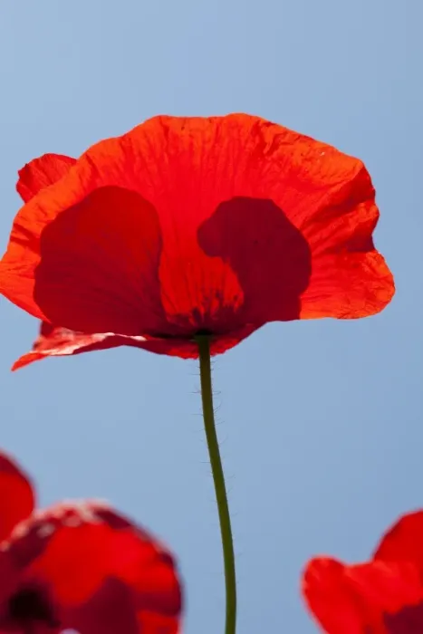 Framed Print : Poppies, Padua province, Veneto, Italy, Europe Framed Print : Poppies, Padua province, Veneto, Italy, Europe