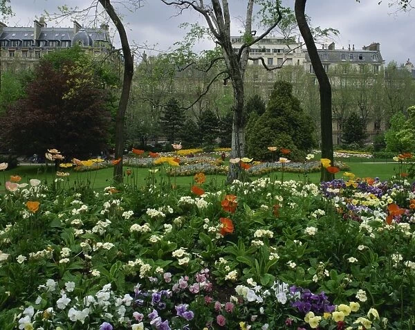 Poppies in Parc de Monceau, Paris, France, Europe
