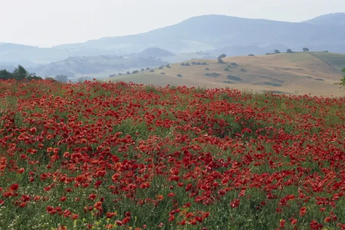 Framed Print : Poppies in rolling landscape Framed Print : Poppies in rolling landscape