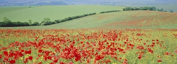 Poppies on the South Downs, Sussex, England, UK, Europe