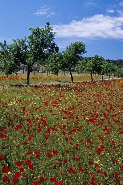 Poppies and trees in springtime