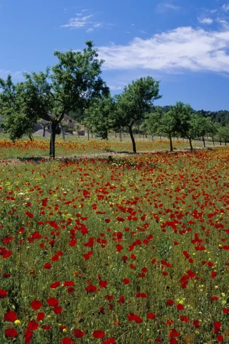 Framed Print : Poppies and trees in springtime Framed Print : Poppies and trees in springtime