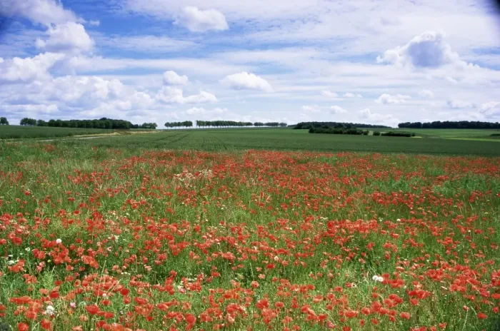 Framed Print : Poppies in the Valley of the Somme near Mons, Nord-Picardy, France, Europe Framed Print : Poppies in the Valley of the Somme near Mons, Nord-Picardy, France, Europe