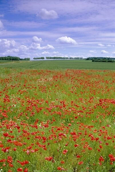 Poppies in the Valley of the Somme near Mons, Nord-Picardie (Picardy), France, Europe
