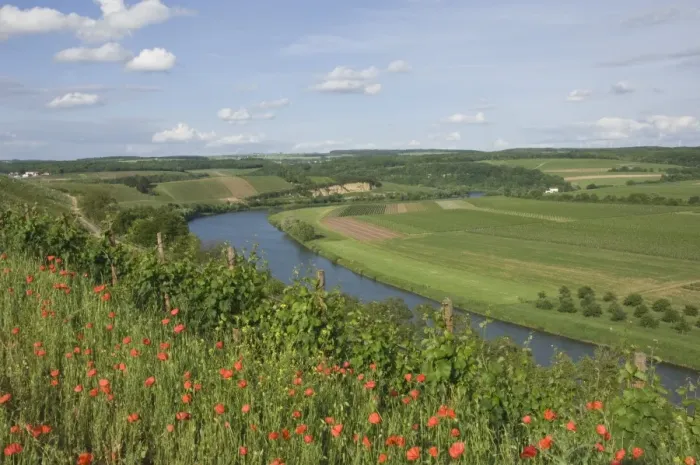 Framed Print : Poppies and vineyards along the border between Luxembourg and Germany separated by the River Moselle (Mosel), Germany, Europe Framed Print : Poppies and vineyards along the border between Luxembourg and Germany separated by the River Moselle (Mosel), Germany, Europe
