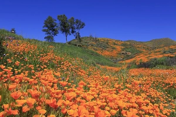 Poppies, Walker Canyon, Lake Elsinore, California, United States of America, North
