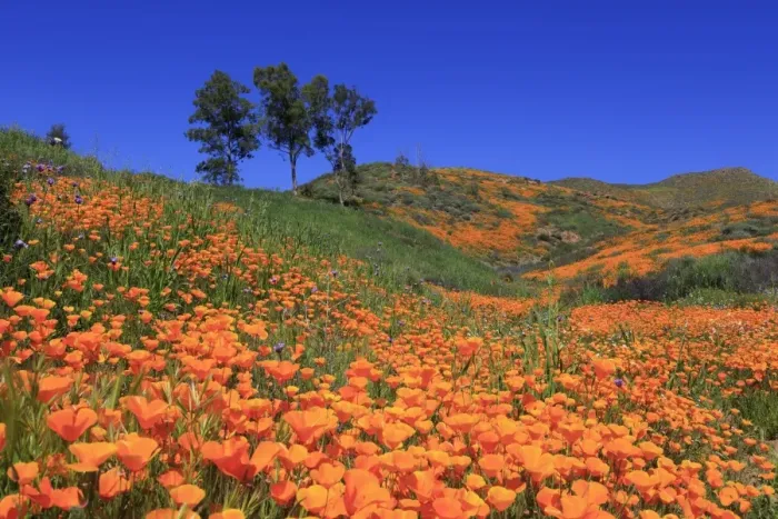 Framed Print : Poppies, Walker Canyon, Lake Elsinore, California, United States of America, North Framed Print : Poppies, Walker Canyon, Lake Elsinore, California, United States of America, North