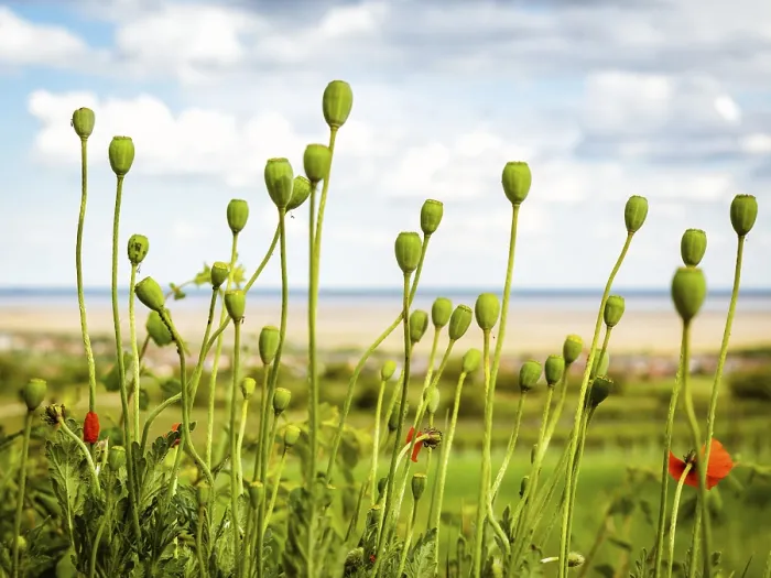 Framed Print : Poppy capsulas in spring on lake neusiedlersee Framed Print : Poppy capsulas in spring on lake neusiedlersee