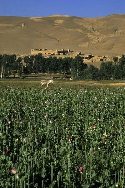 Poppy field between Daulitiar and Chakhcharan, Afghanistan, Asia