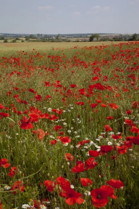 Framed Print : Poppy field near Mansfield, Nottinghamshire, England, United Kingdom, Europe Framed Print : Poppy field near Mansfield, Nottinghamshire, England, United Kingdom, Europe