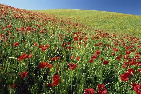 Poppy field near Montalcino