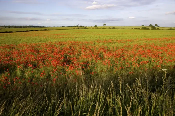 Framed Print : Poppy field near Scarcliff Village, Derbyshire, England, United Kingdom, Europe Framed Print : Poppy field near Scarcliff Village, Derbyshire, England, United Kingdom, Europe