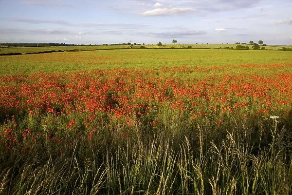 Poppy field near Scarcliff Village, Derbyshire, England, United Kingdom, Europe
