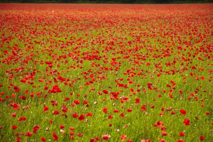 Framed Print : Poppy field, Newark, Nottinghamshire, England, United Kingdom, Europe Framed Print : Poppy field, Newark, Nottinghamshire, England, United Kingdom, Europe