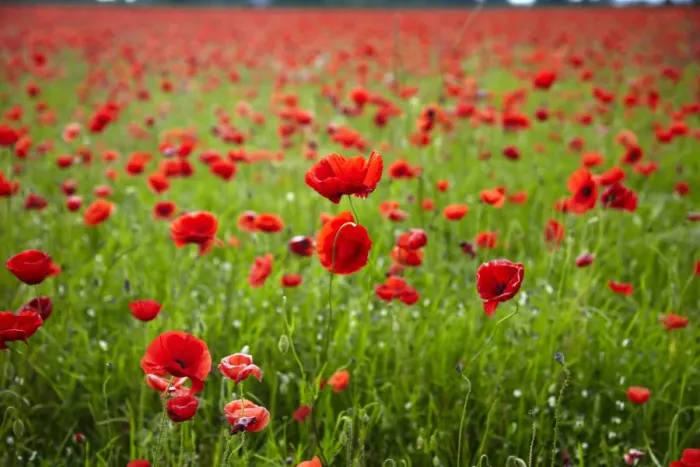 Framed Print : Poppy field, Newark, Nottinghamshire, England, United Kingdom, Europe Framed Print : Poppy field, Newark, Nottinghamshire, England, United Kingdom, Europe