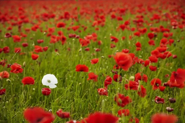Framed Print : Poppy field, Newark, Nottinghamshire, England, United Kingdom, Europe Framed Print : Poppy field, Newark, Nottinghamshire, England, United Kingdom, Europe