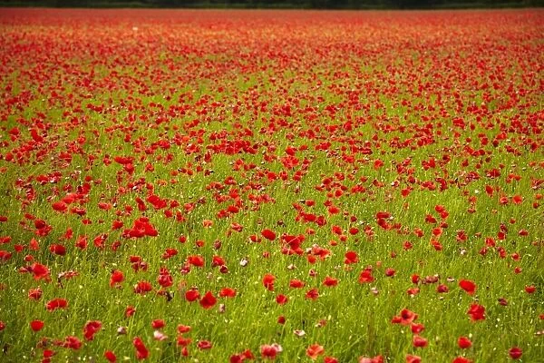 Poppy field, Newark, Nottinghamshire, England, United Kingdom, Europe