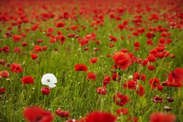 Poppy field, Newark, Nottinghamshire, England, United Kingdom, Europe