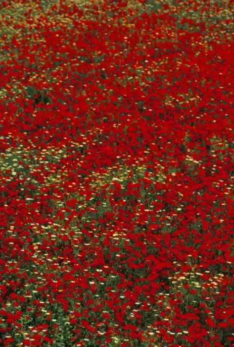 Framed Print : Poppy field in spring Framed Print : Poppy field in spring