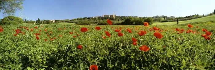 Framed Print : Poppy field with town of Pienza in distance, Tuscany, Italy, Europe