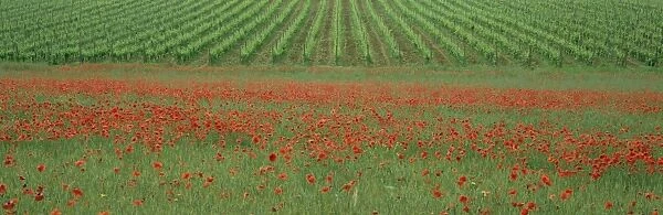 Poppy field and vineyard near Abbazia di San Antimo