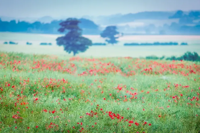Framed Print : Poppy fields, Deddington, Oxfordshire, England, United Kingdom, Europe Framed Print : Poppy fields, Deddington, Oxfordshire, England, United Kingdom, Europe