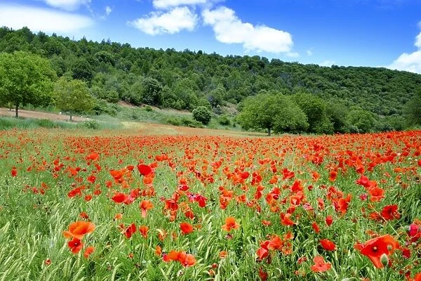 Poppy fields near Covarrubias, Castile and Leon, Spain Europe