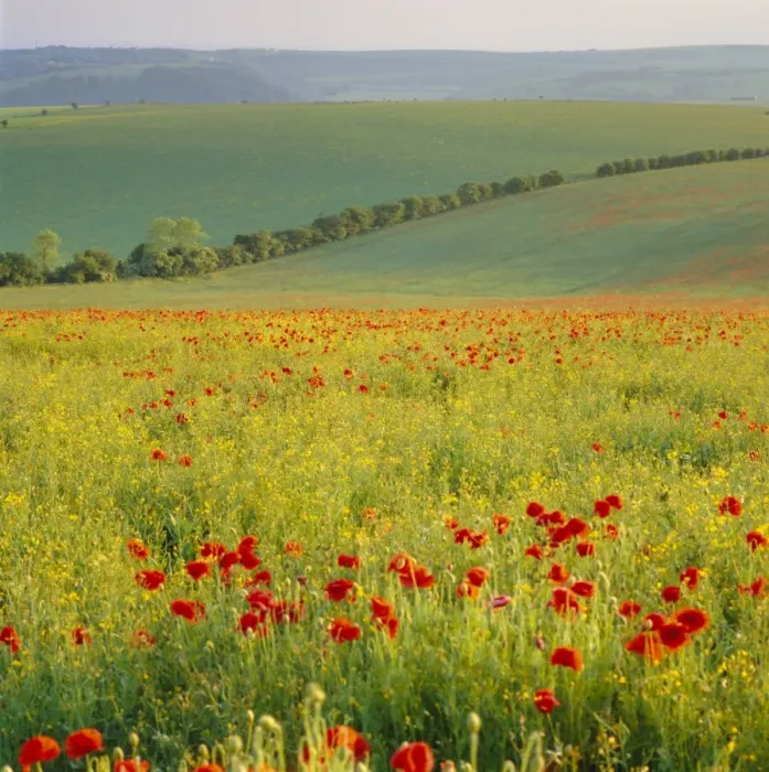 Framed Print : Poppy fields, South Downs, Sussex, England, UK, Europe Framed Print : Poppy fields, South Downs, Sussex, England, UK, Europe