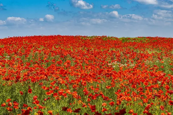 Framed Print : Poppy flower field, Zelena Hora, Czech Republic, Europe Framed Print : Poppy flower field, Zelena Hora, Czech Republic, Europe