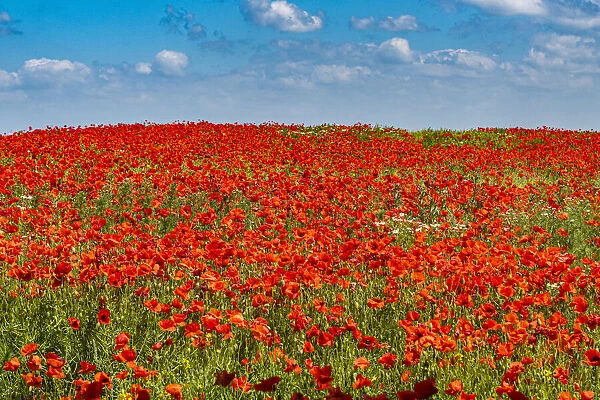 Poppy flower field, Zelena Hora, Czech Republic, Europe
