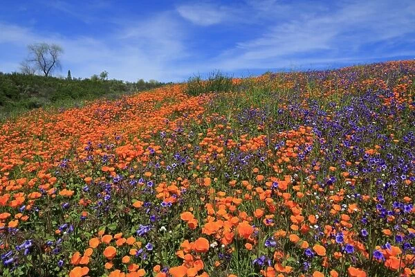 Poppy flowers, Malibu Creek State Park, Los Angeles, California, United States of America