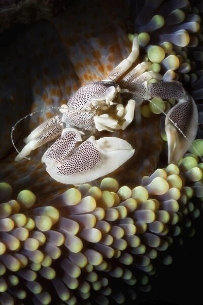 Porcelain crab (Neopetrolisthes oshimai), Southern Thailand, Andaman Sea, Indian Ocean, Southeast Asia, Asia