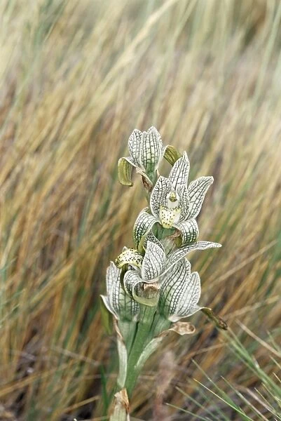 Porcelain orchid (Chloraea Magellanica), Torres del Paine National Park