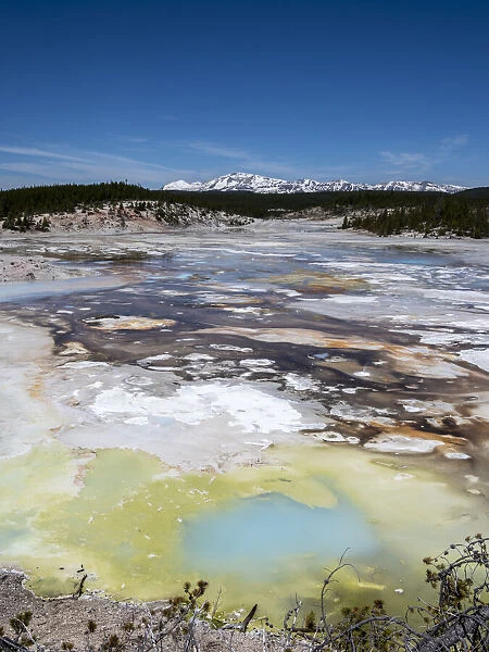 Porcelain Springs in the Norris Geyser Basin, Yellowstone National Park