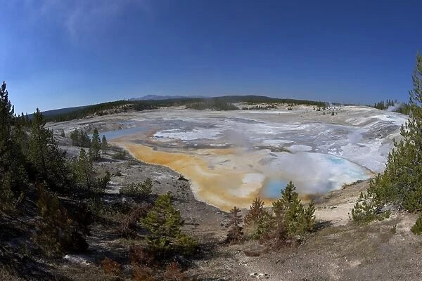 Porcelain Springs, Porcelain Basin, Norris Geyser Basin, Yellowstone National Park, UNESCO World Heritage Site, Wyoming, United States of America, North America