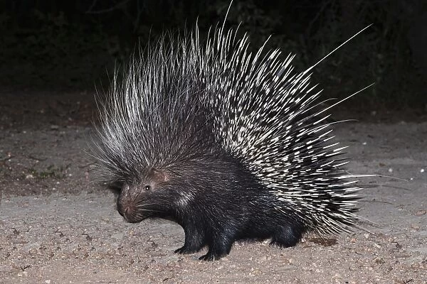 Porcupine (Hystrix africaeaustralis), Limpopo, South Africa, Africa