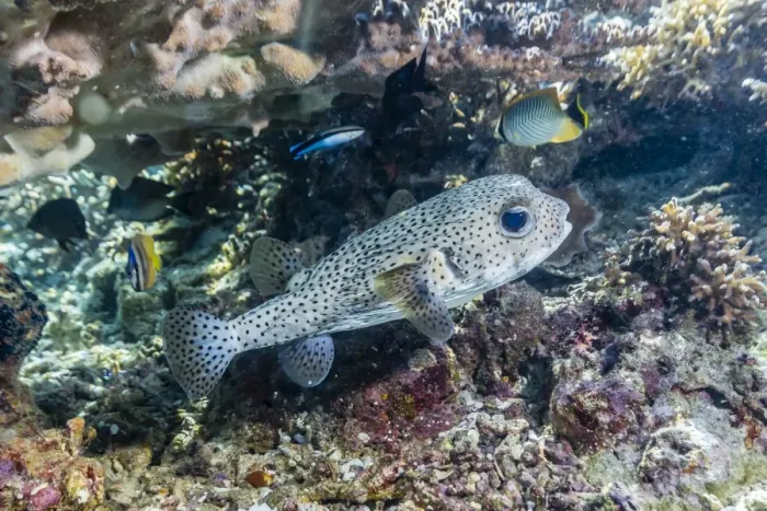 Framed Print : Porcupinefish (Diodon hystrix) on house reef at Sebayur Island, Komodo Island National Park, Indonesia, Southeast Asia, Asia Framed Print : Porcupinefish (Diodon hystrix) on house reef at Sebayur Island, Komodo Island National Park, Indonesia, Southeast Asia, Asia