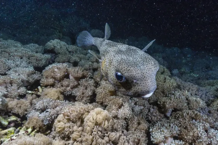 Framed Print : Porcupinefish (Diodon hystrix) at night on house reef at Sebayur Island, Komodo Island National Park, Indonesia, Southeast Asia, Asia Framed Print : Porcupinefish (Diodon hystrix) at night on house reef at Sebayur Island, Komodo Island National Park, Indonesia, Southeast Asia, Asia