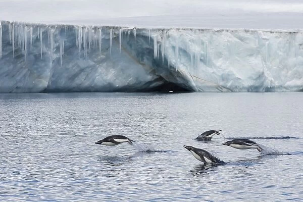 Porpoising adult Adelie penguins (Pygoscelis adeliae), Brown Bluff, Weddell Sea, Antarctica, Polar Regions