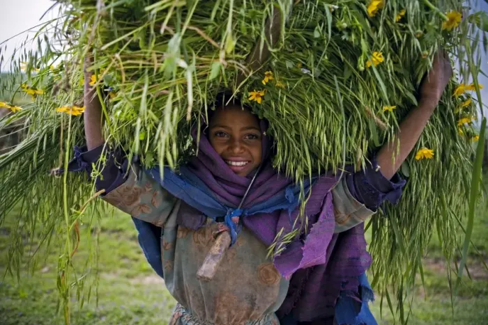 Framed Print : Portait of local girl carrying a large bundle of wheat and yellow Meskel flowers Framed Print : Portait of local girl carrying a large bundle of wheat and yellow Meskel flowers